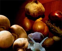 escargots_champignons