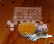 omelette_escargots