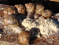 escagots_nourriture